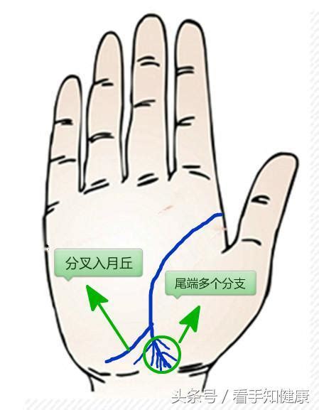 生命線分兩條|手上有兩條生命線的人生命力旺盛，貴人多助